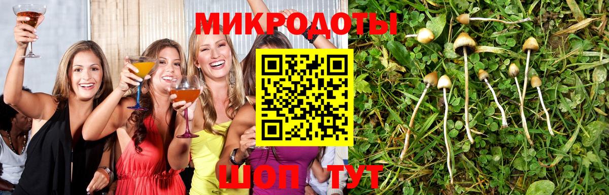 Псилоцибиновые грибы Psilocybine cubensis Обнинск